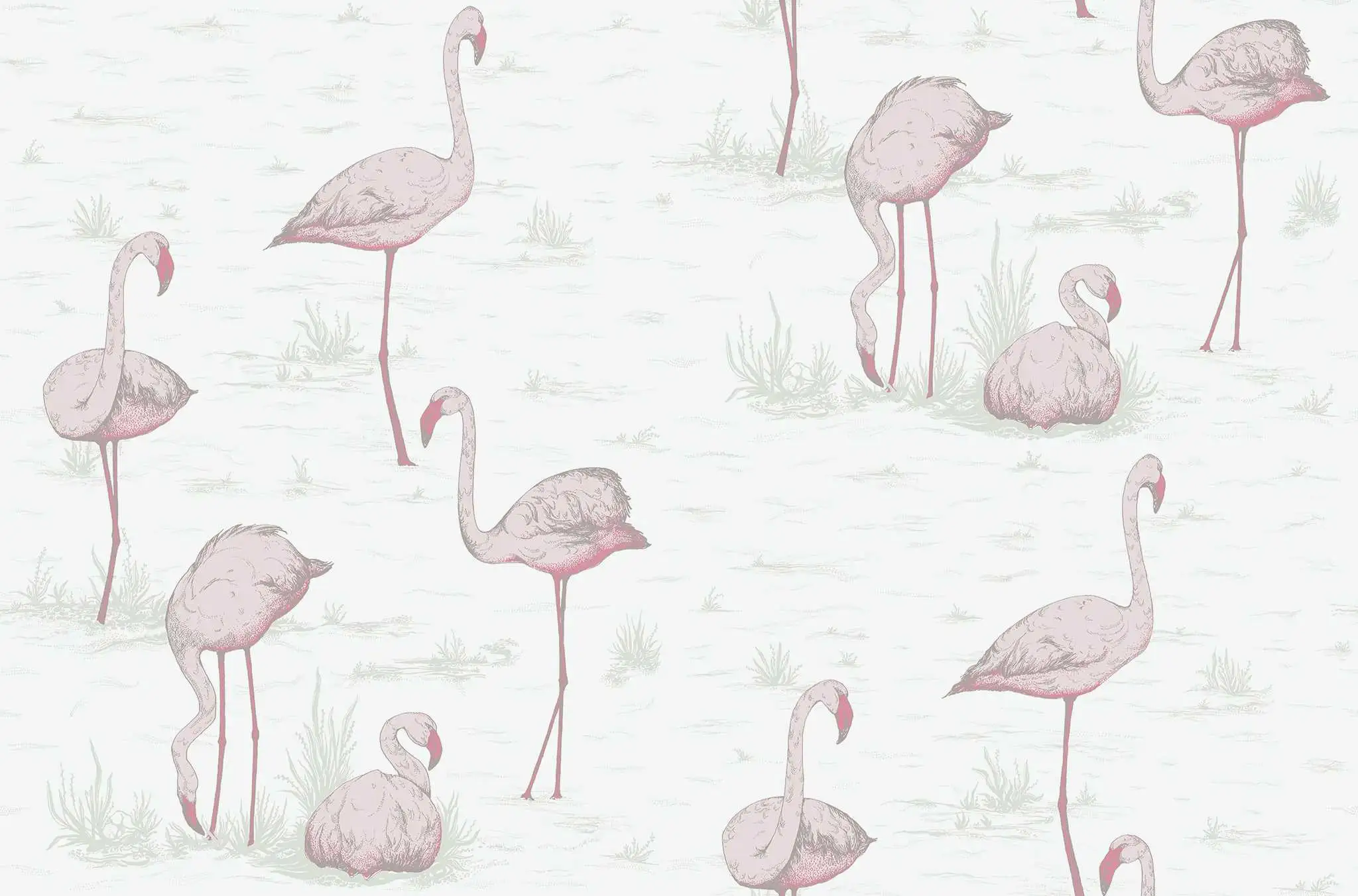 Flamingos, col. 05