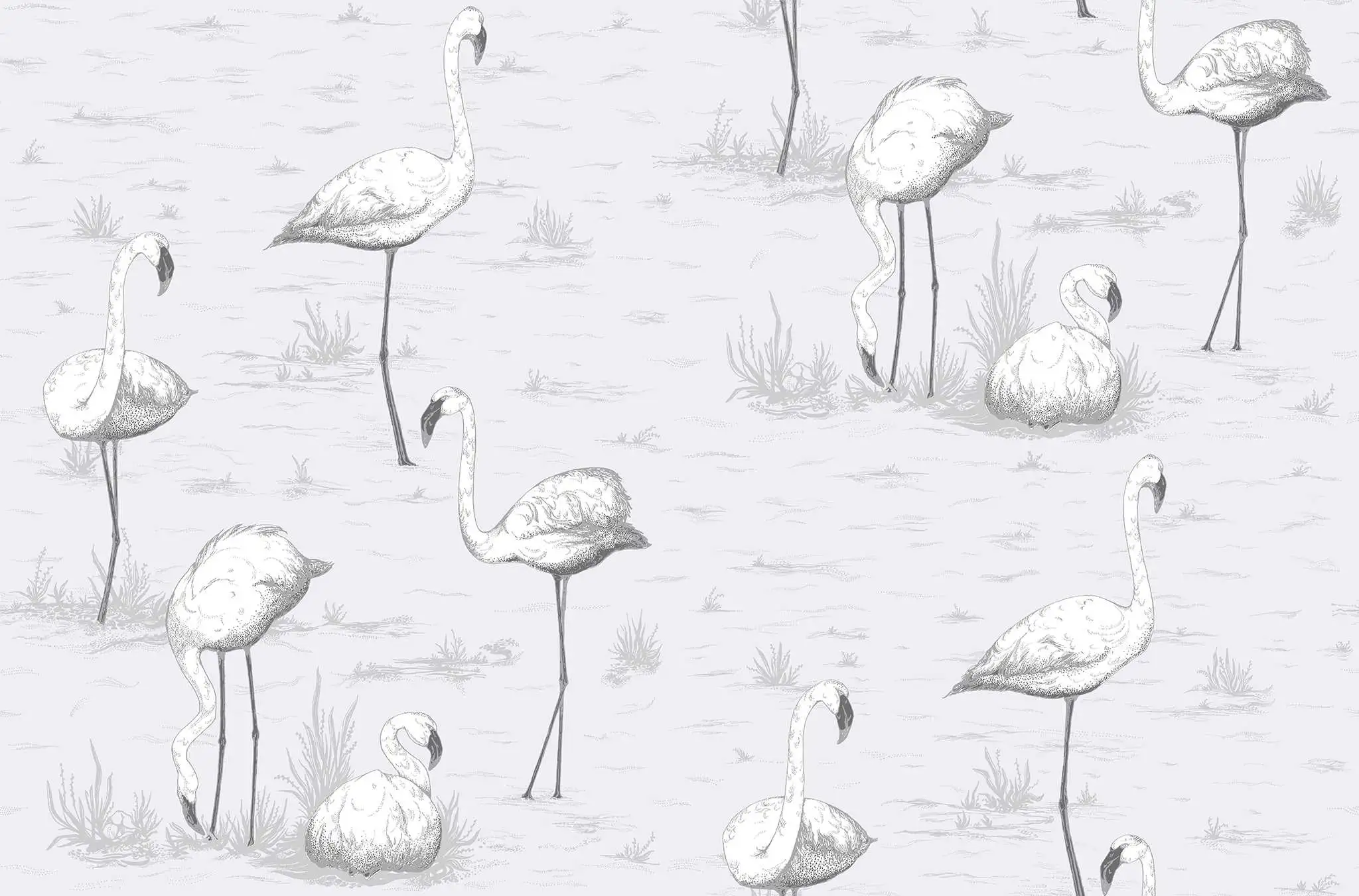 Flamingos, col. 06