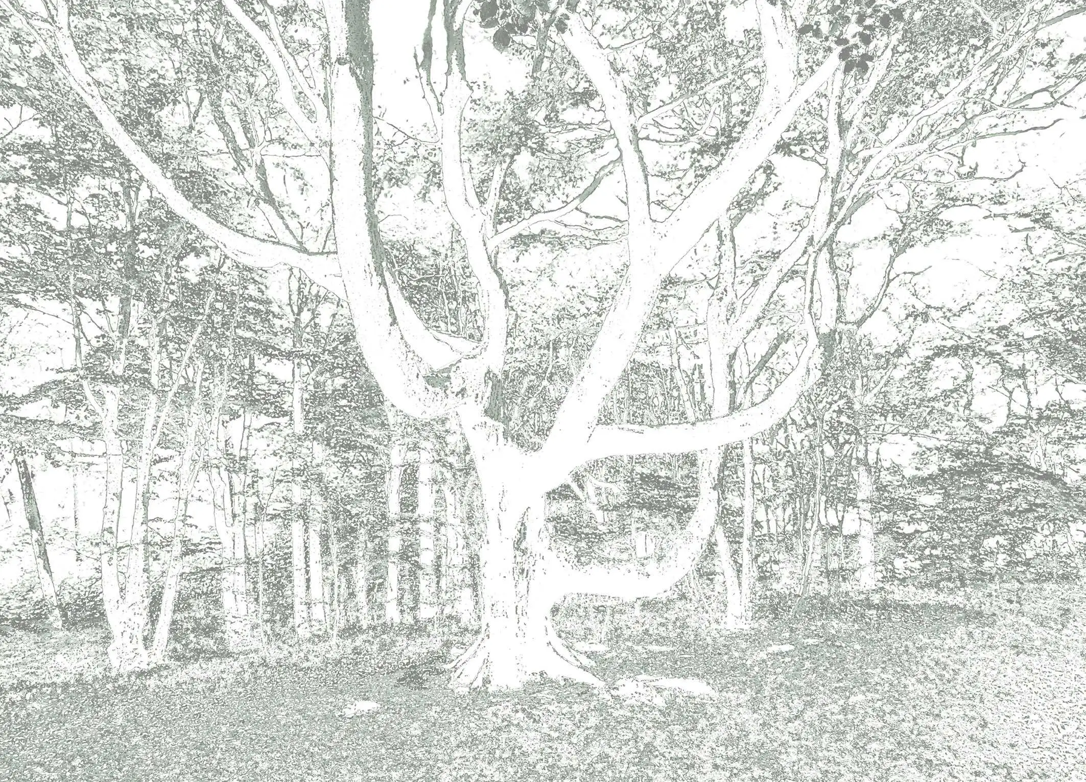 Motiv In the wood - Blätter - Bäume - Äste - Creme - Hellbraun - Carlos