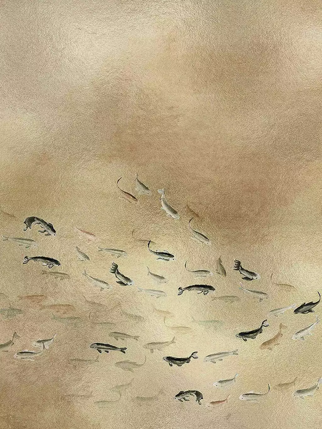 Koi, gold
