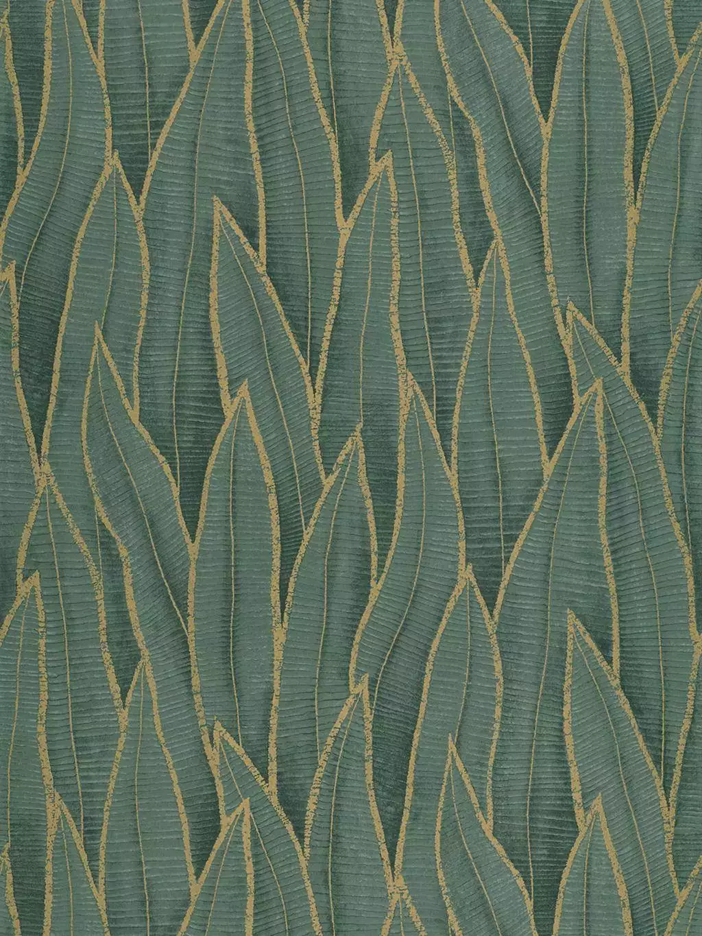 Sansevieria, col. 14