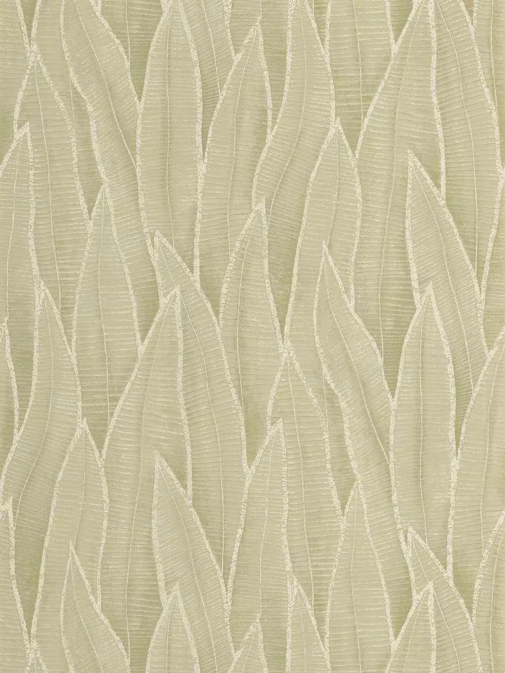 Sansevieria, col. 60