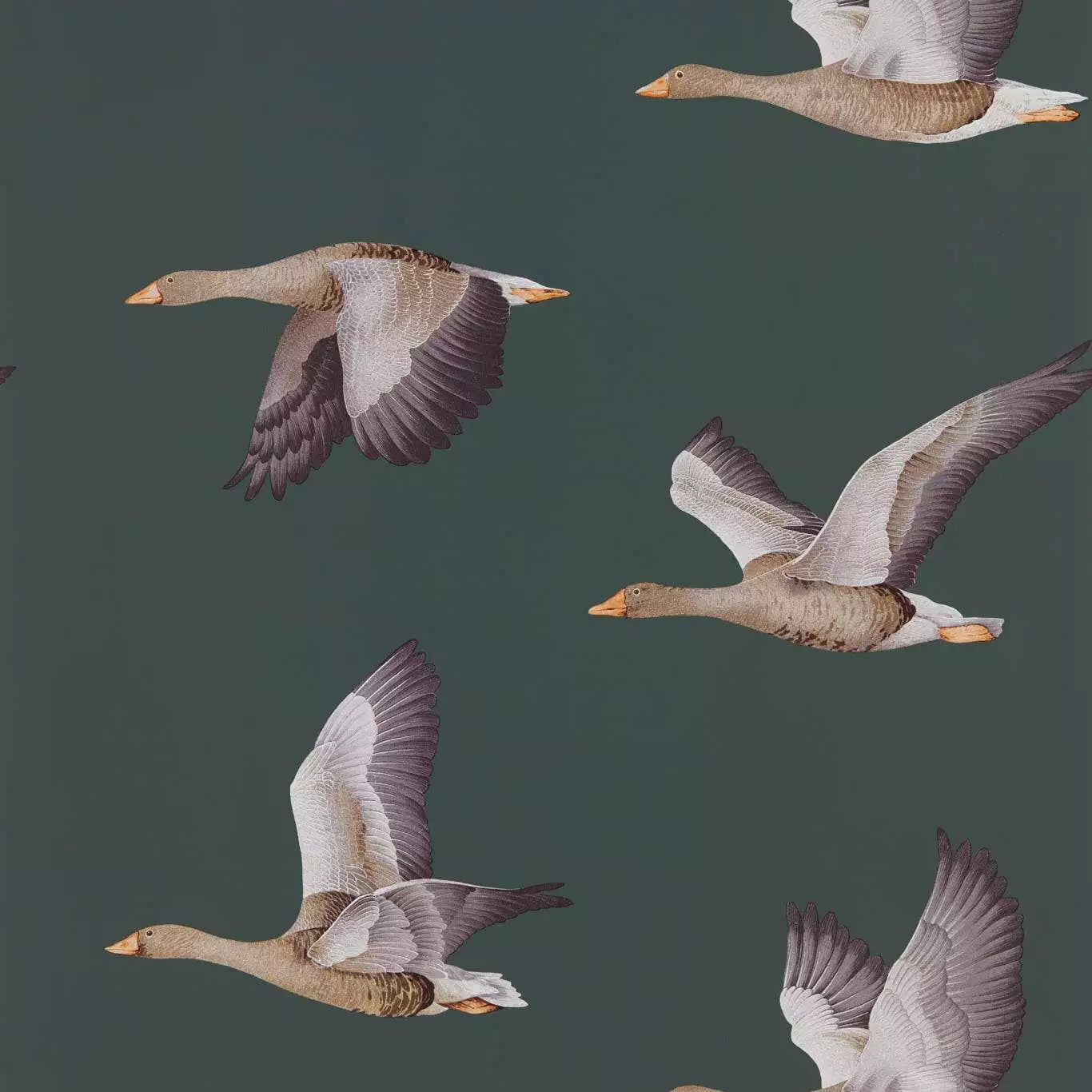 Elysian Geese, col.08 -  Amsterdam Green - Fauna - Landhaus - Tapeten mit Vogelmotiven - Vögel - Grün - Sanderson