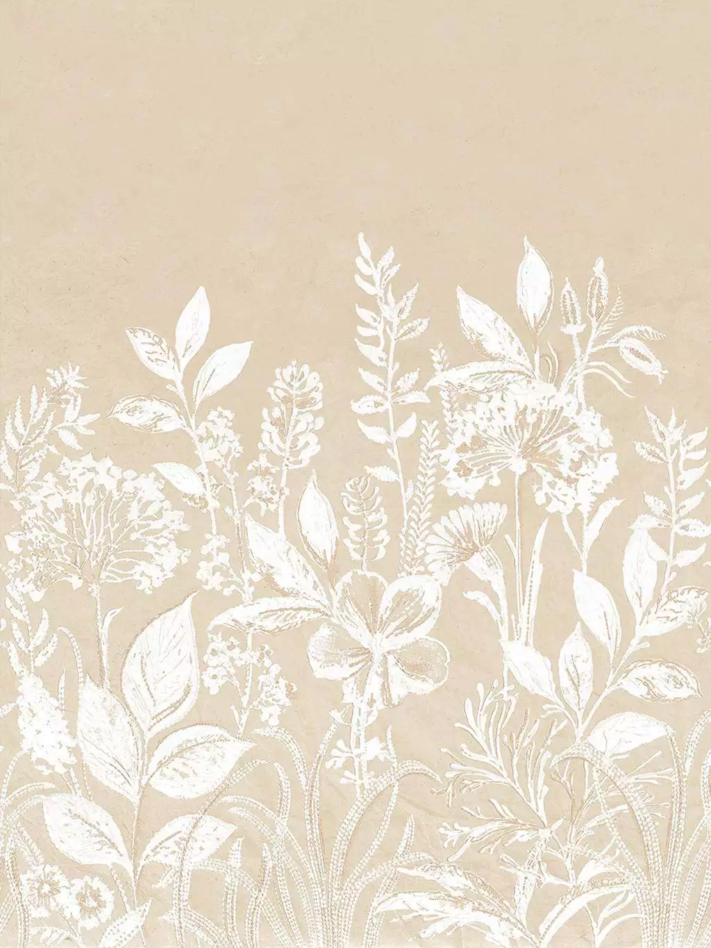 Camelia, col. 50