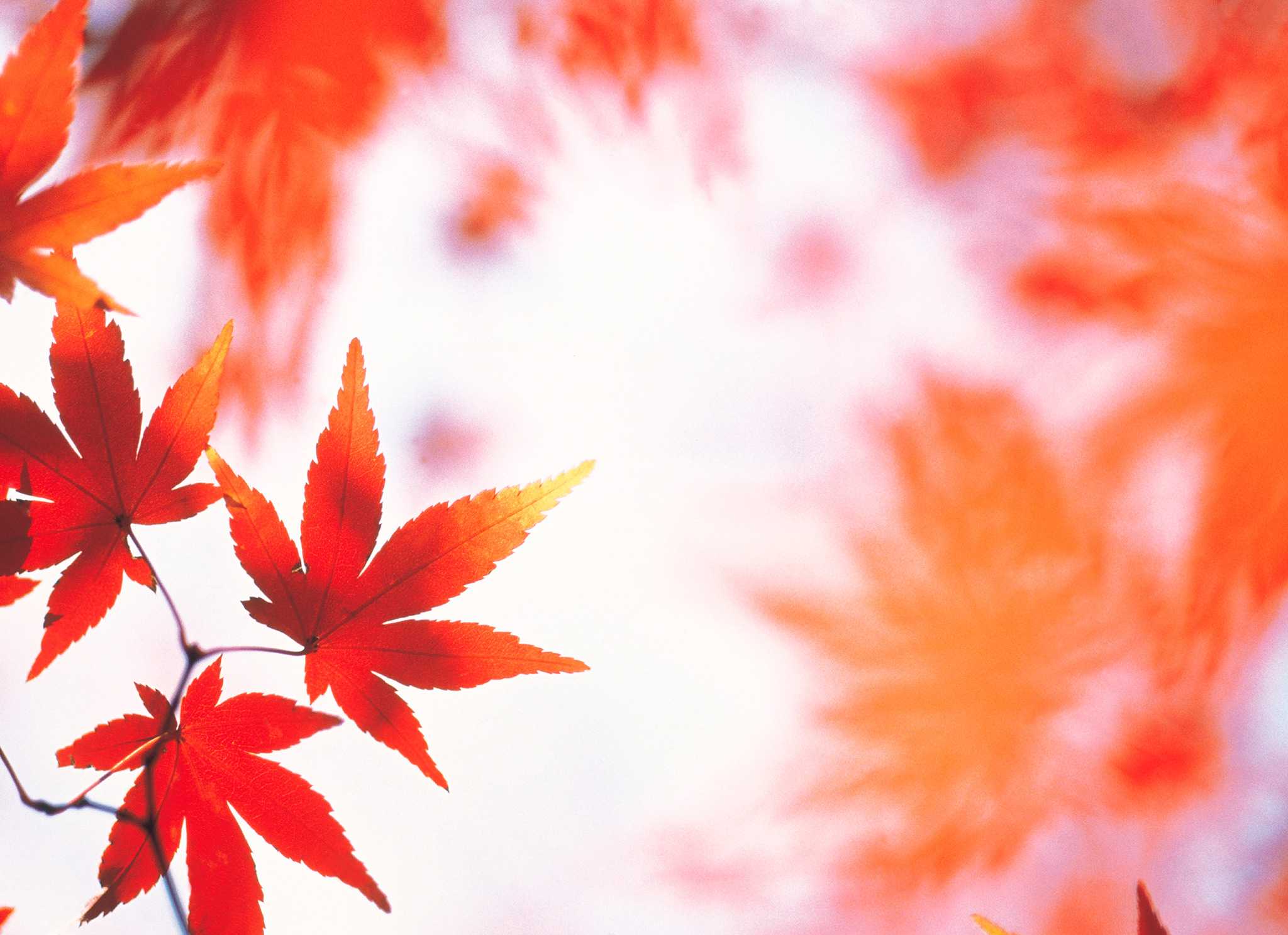 Maple Leaves - designer