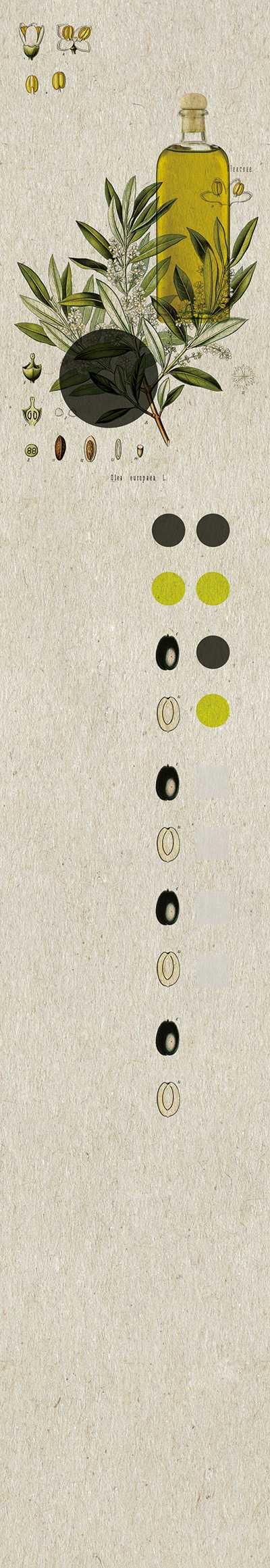 Bahn D(03) - olive