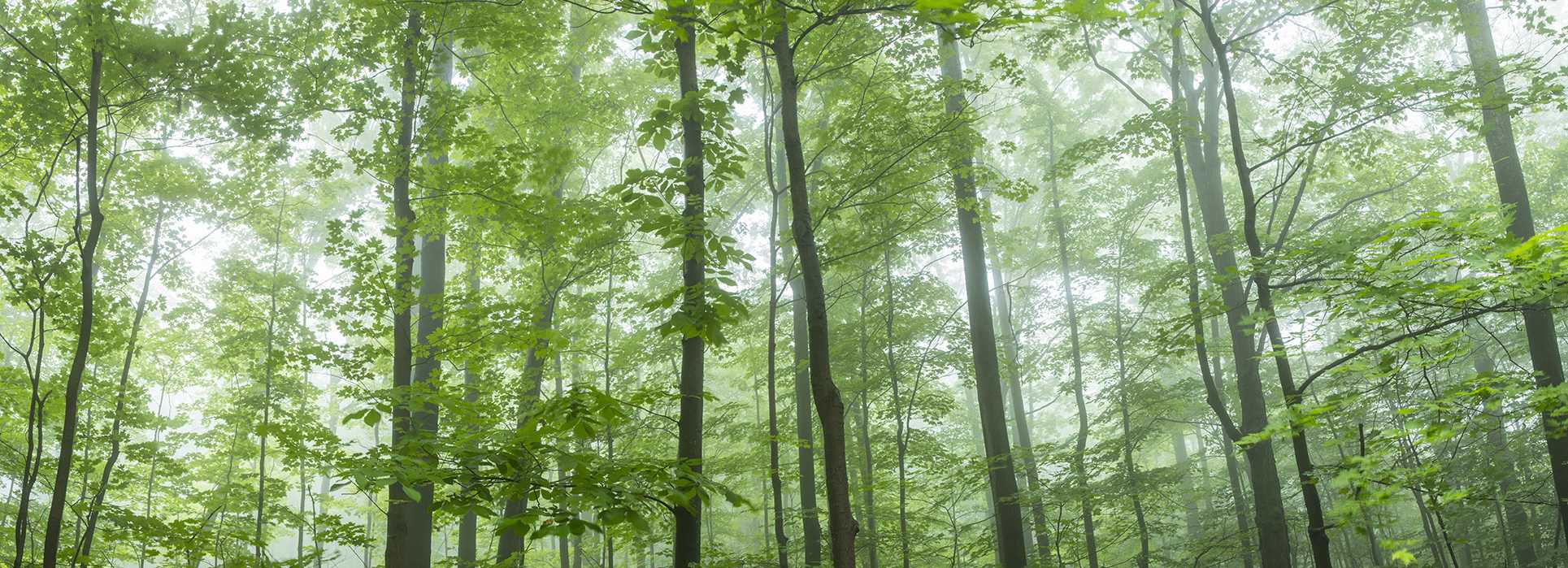 Trees in Forest - designer