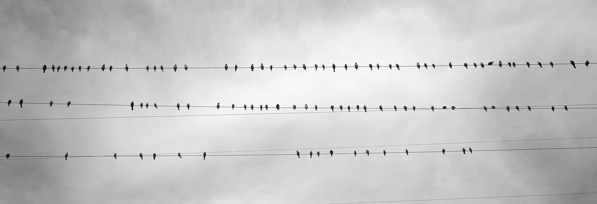 Birds on Powerline - designer