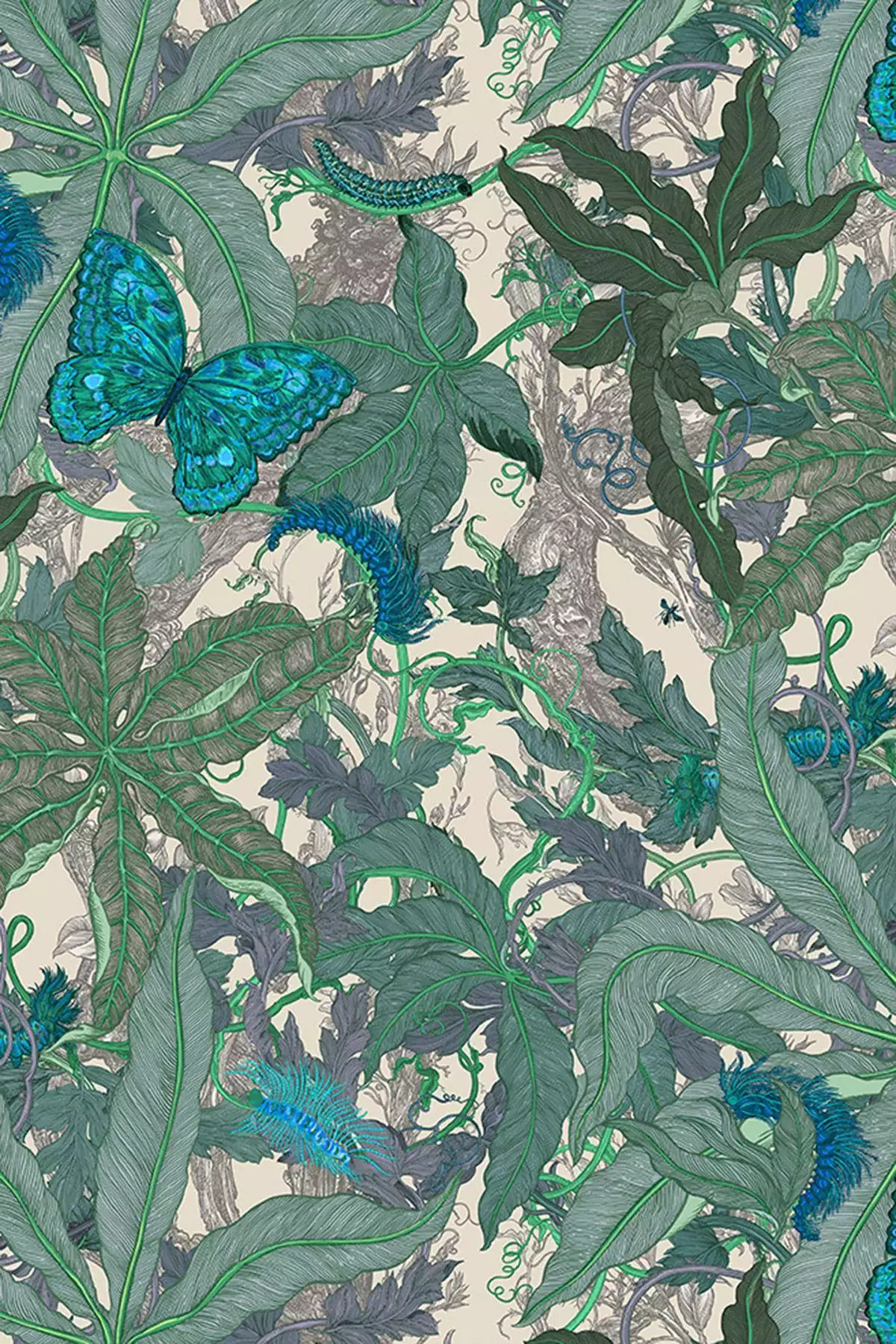 Grandifolius, col. 01