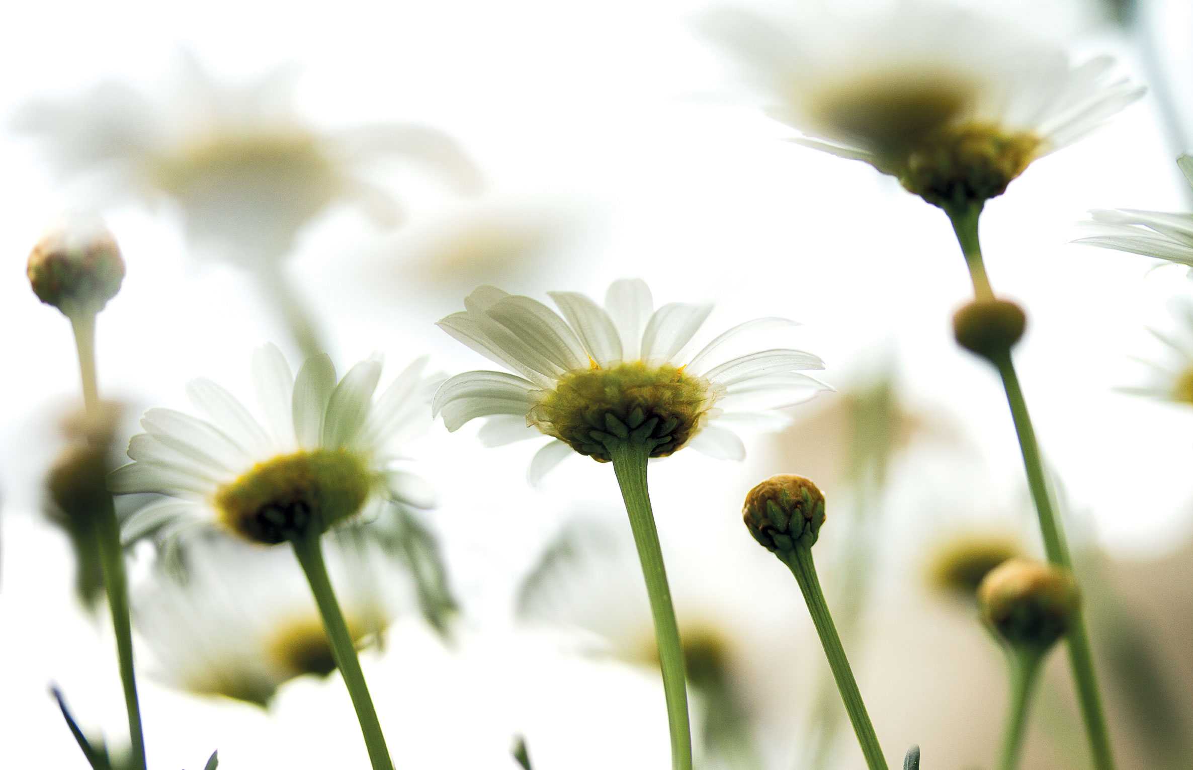 flower_into_the_sky - designer