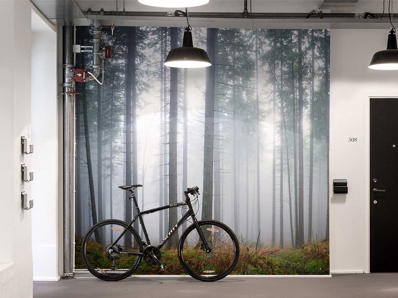 Forest Glade