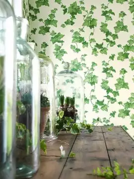 Hedera, Green