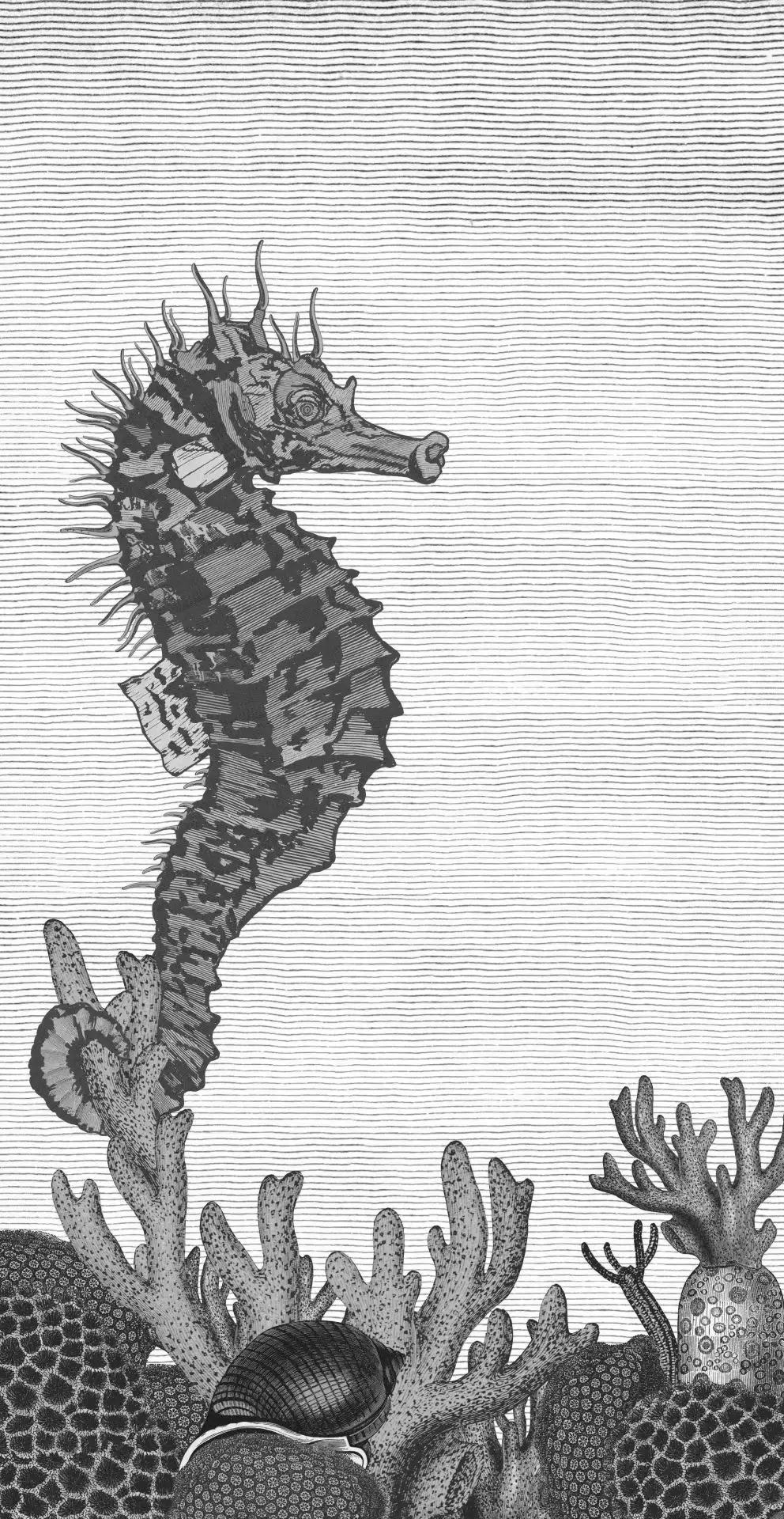 Seahorse, col.01 - Meer - Tier Tapeten - Unterwasserwelt - Anthrazit - Grau - Weiß - TapetenAgentur