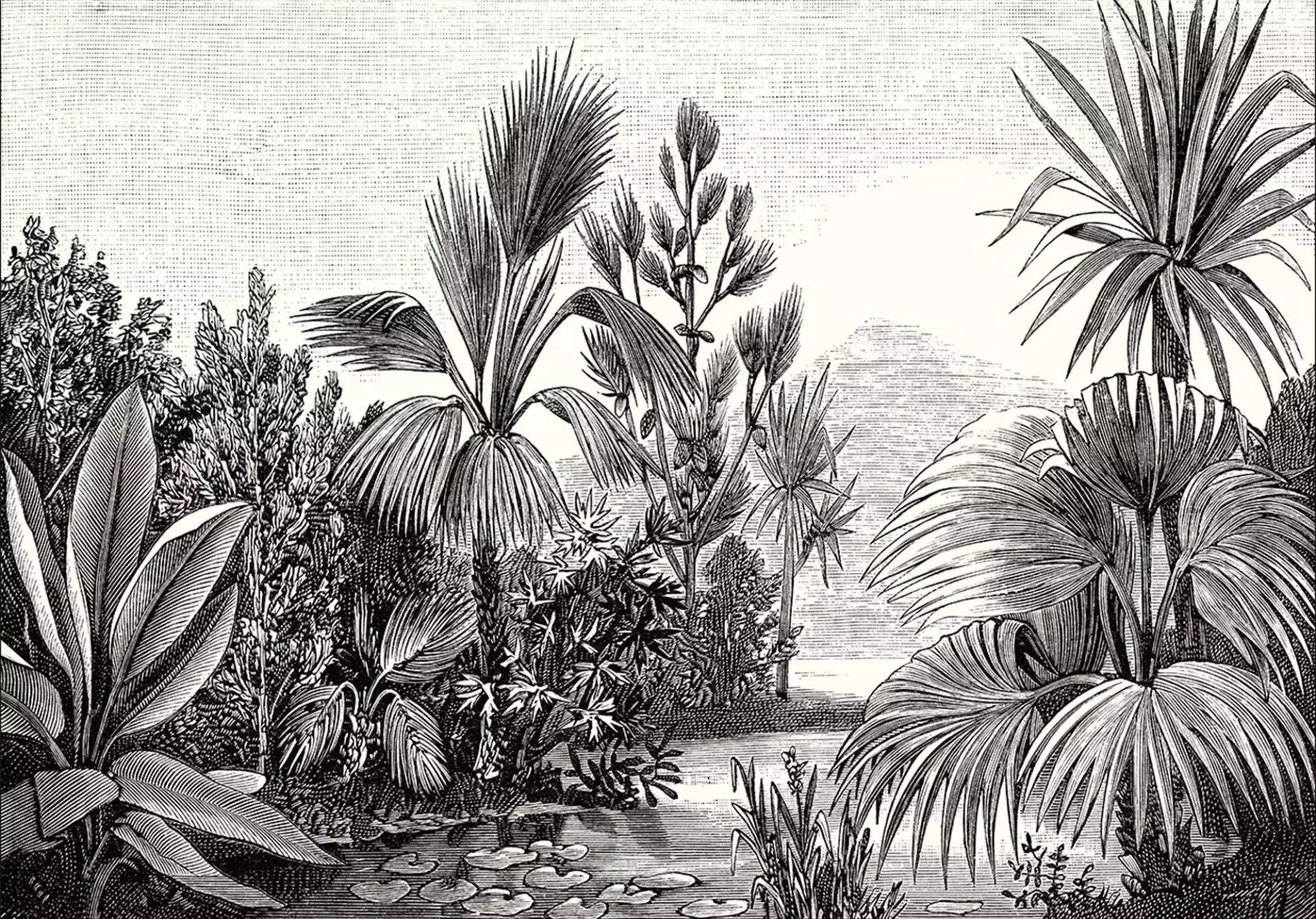 BALADE SAUVAGE - Blumen - Blätter - Bäume - Landschaft - Schwarz und Weiß - Caselio