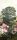 SISSINGHURST CLARET, col. 02 - Blumen - Blätter - Gebäude - Landschaft - Multicolor - Masureel Distribution