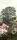 SISSINGHURST CLARET, col. 02 - Blumen - Blätter - Gebäude - Landschaft - Multicolor - Masureel