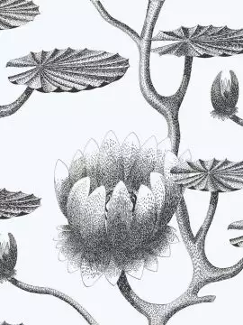 Lily, col. 20