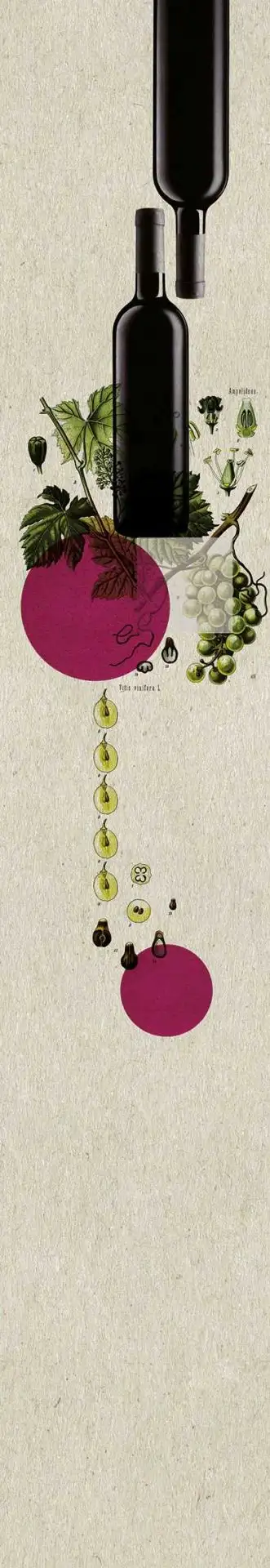 Bahn B(02) - Flaschen - Früchte - Creme - Pink - Schwarz - Carlos