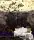 Purpura Vallis - Blätter - Bäume - Tier Tapeten - Äste - Multicolor - Kristjana S Williams