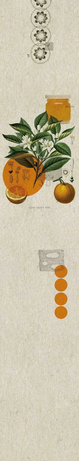 Bahn E(05) - Früchte - Creme - Orange - Carlos