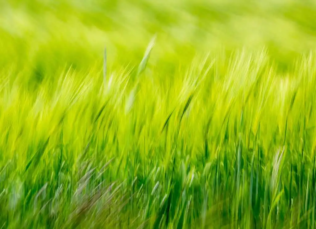 Green 2 - Blumen - Gras - Landschaft - Grün - Rot - Carlos