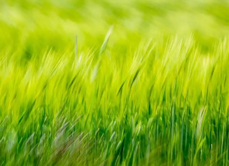 Green 2