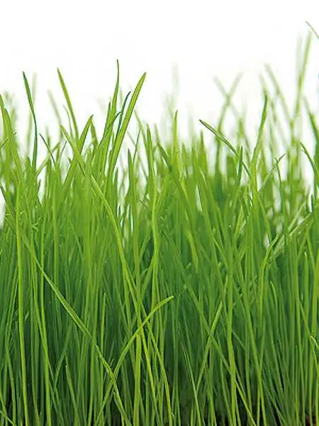 Gras Bordüre - Gras - Grün - Weiß - Carlos