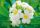 Frangipani Blossoms - Blumen - Grün - Weiß - Hansadecor