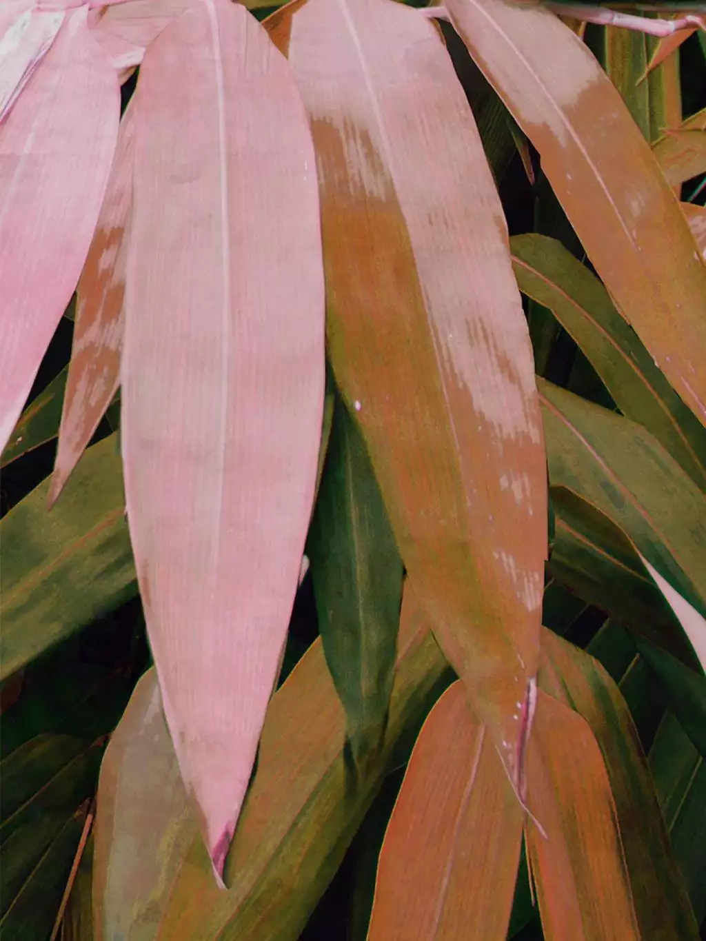 Bamboo Breeze - Red Bamboo Breeze - Red