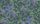 Woodvale Orchard, col. 9 - Blumen - Blätter - Früchte - Tapeten mit Vogelmotiven - Tier Tapeten - Äste - Anthrazit - Blau - Grün - Lila - Le Lievre