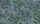 Woodvale Orchard, col. 9 - Blumen - Blätter - Früchte - Tapeten mit Vogelmotiven - Tier Tapeten - Äste - Anthrazit - Blau - Grün - Lila - Cole & Son