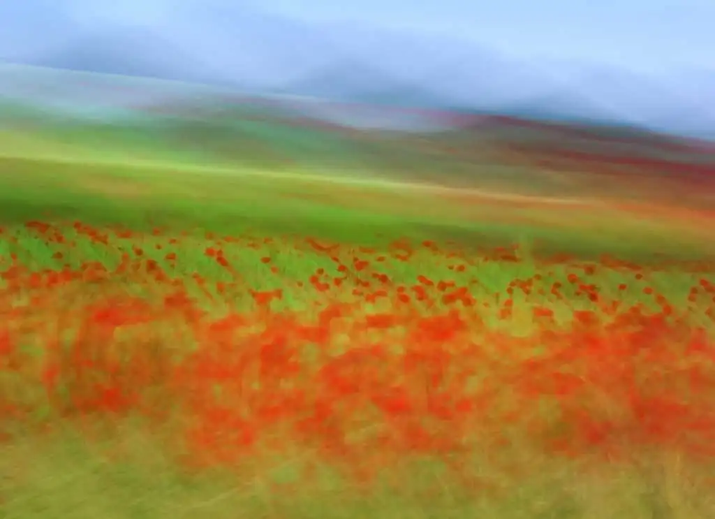 Mohnblumenfeld - Blumen - Gras - Landschaft - Grün - Rot - Carlos