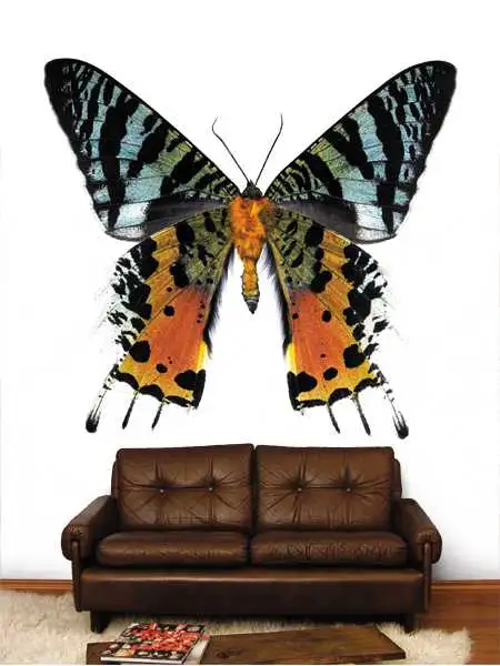 Papillon, No.1 - Schmetterlinge - Tier Tapeten - Carlos