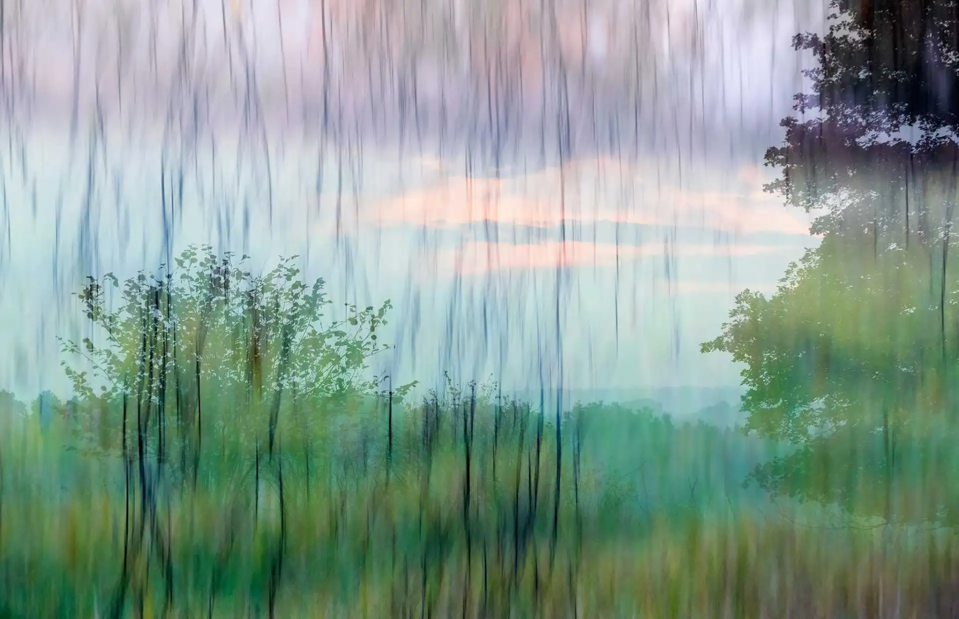 Herbstfarbenrausch 1 - Bäume - Schemen/Silhouetten - Grün - Lila - Carlos