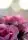 roses_unlasting - Blumen - Grau - Pink - Rosa - Carlos