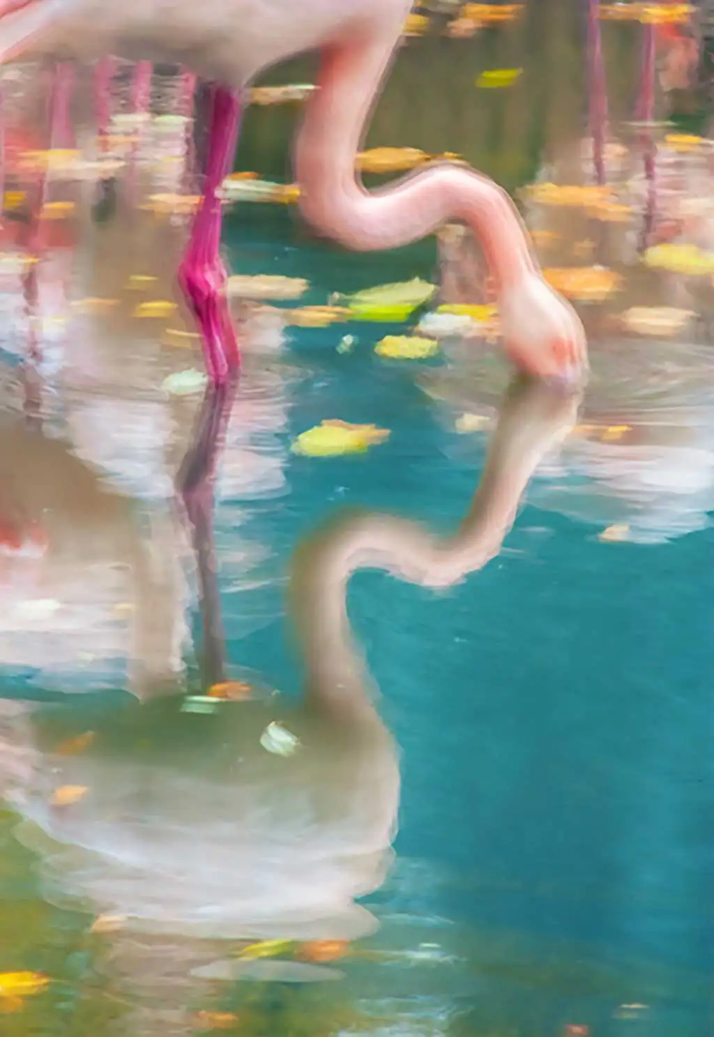 Flamingo 1 - Flamingos - Tapeten mit Vogelmotiven - Multicolor - Carlos