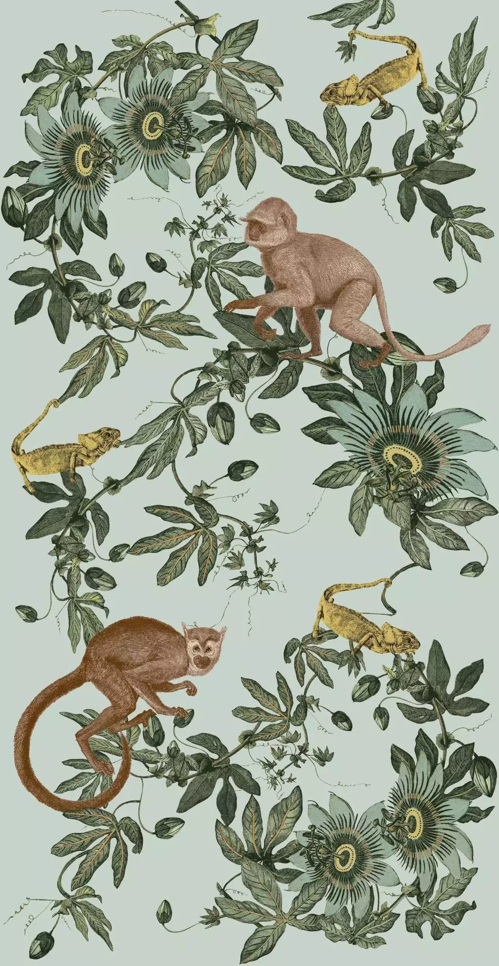 Jungle Ape, col.01 Jungle Ape, col.01