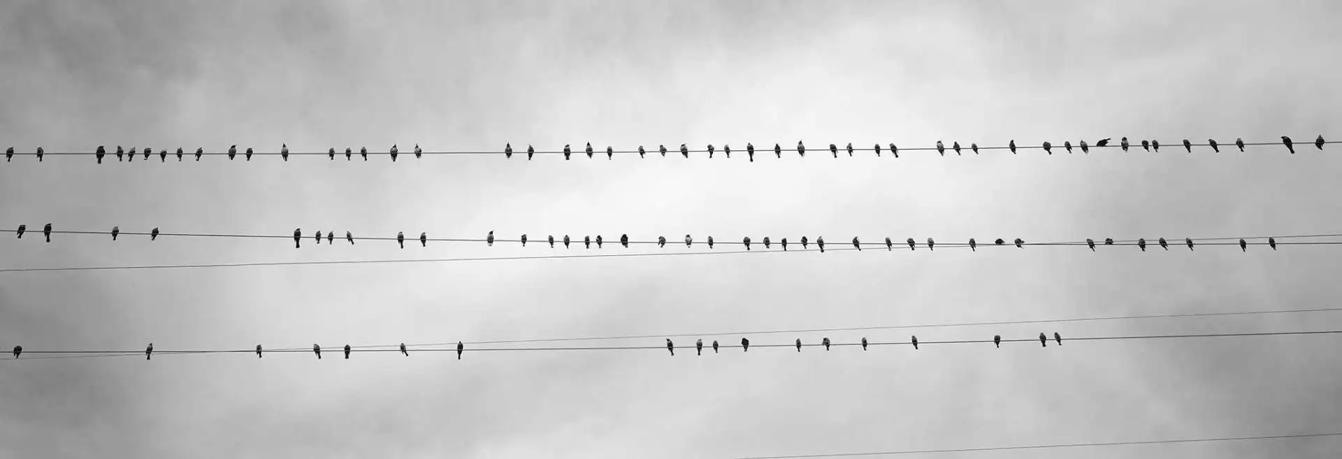 Birds on Powerline - Tapeten mit Vogelmotiven - Wolken - Grau - Schwarz - Weiß - Carlos