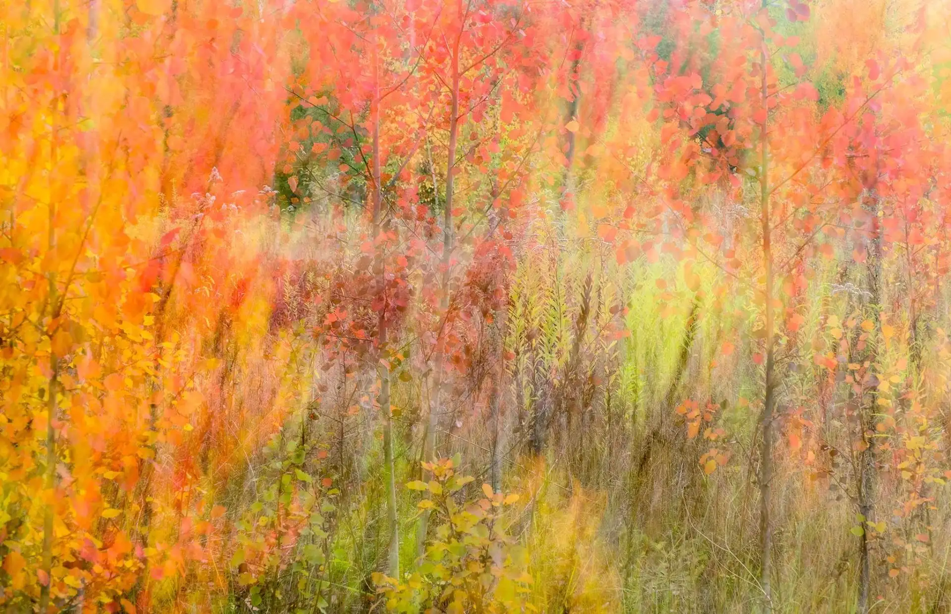 Herbstfarbenrausch 2 - Bäume - Schemen/Silhouetten - Carlos