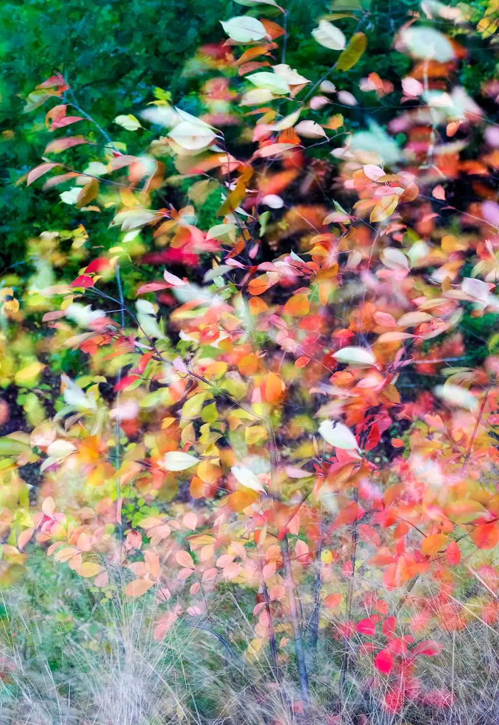 Herbstfarbenrausch 4 - Blätter - Schemen/Silhouetten - Multicolor - Carlos