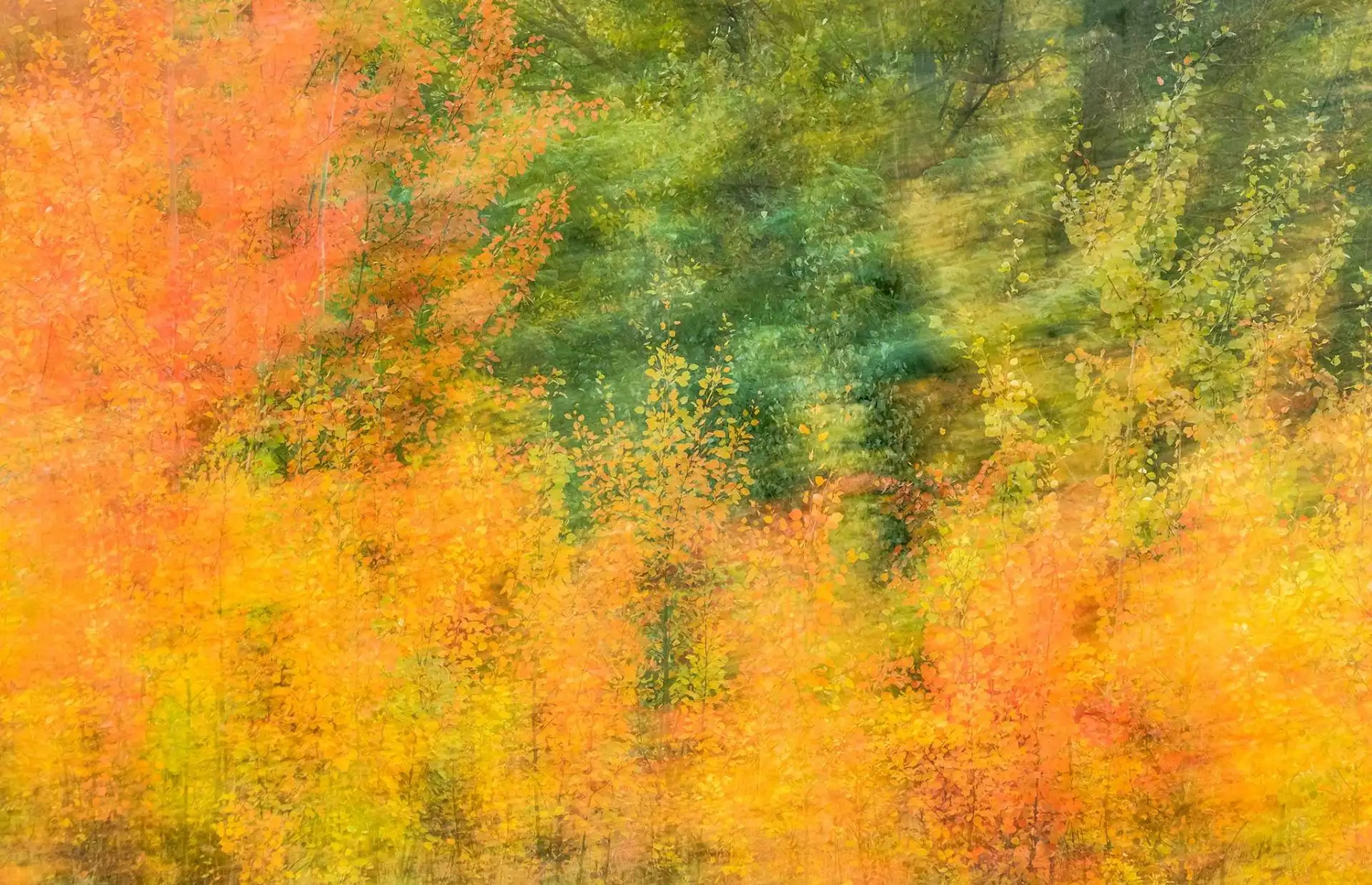 Herbstfarbenrausch 3 - Bäume - Schemen/Silhouetten - Gelb - Grün - Orange - Carlos